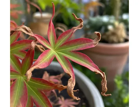 Acero palmato