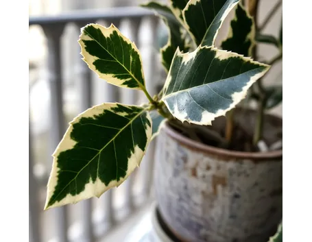 Agrifoglio a fogliame variegato