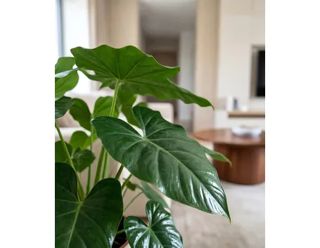 alocasia