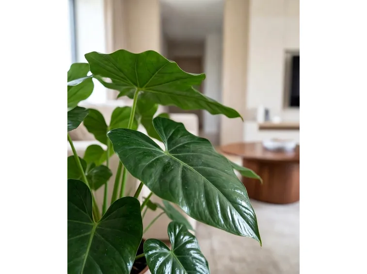 alocasia