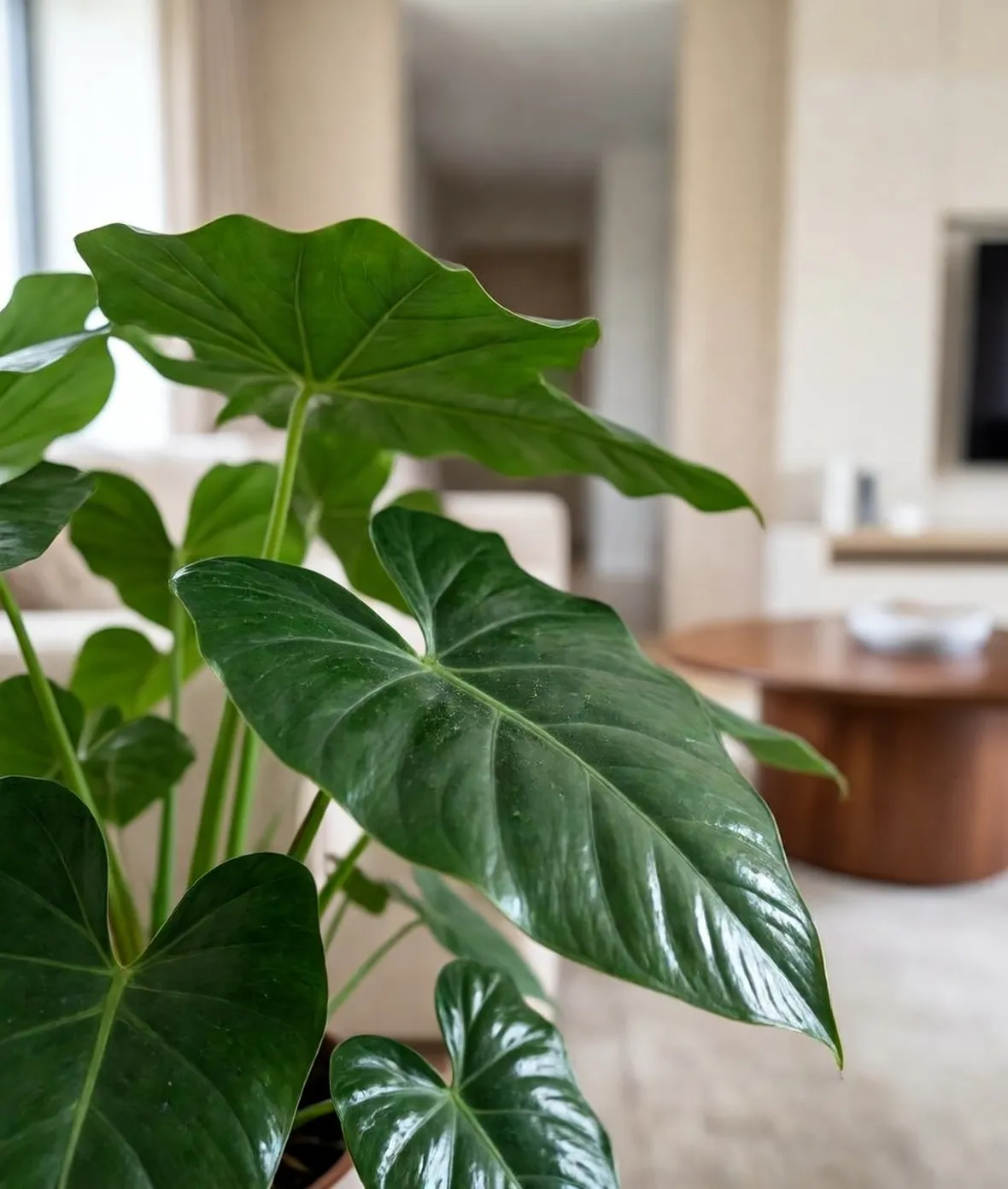 alocasia