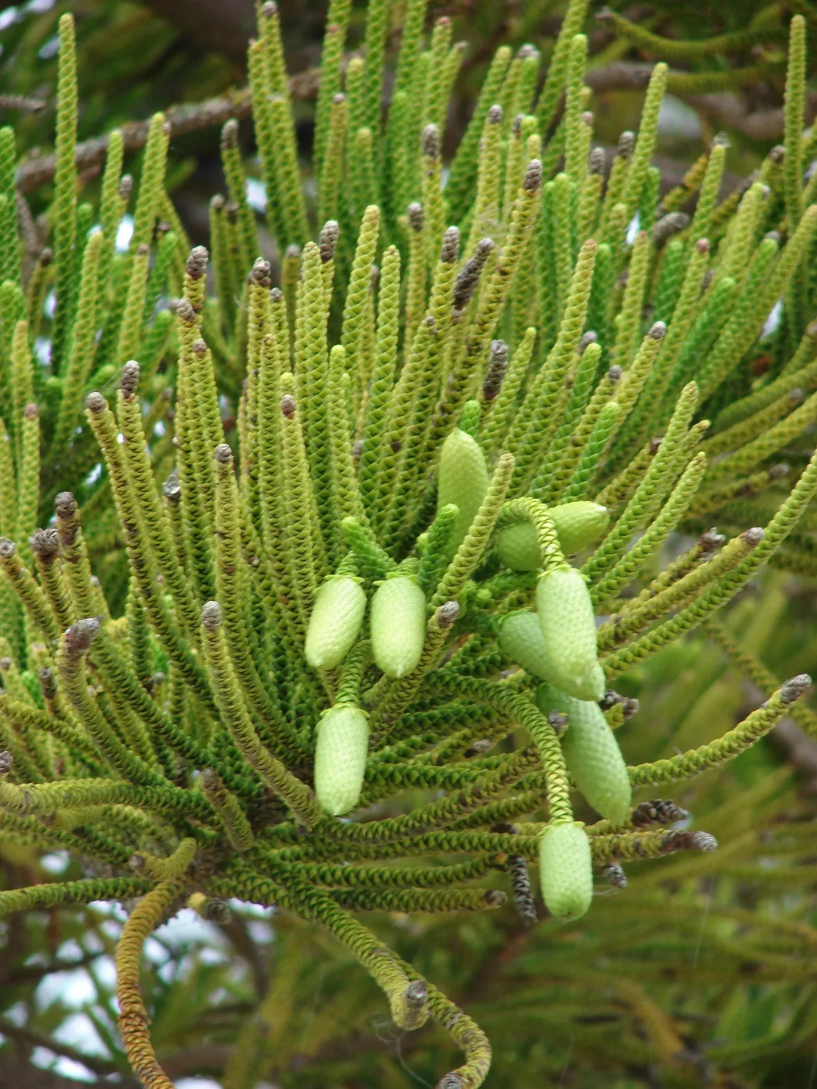 aracauria