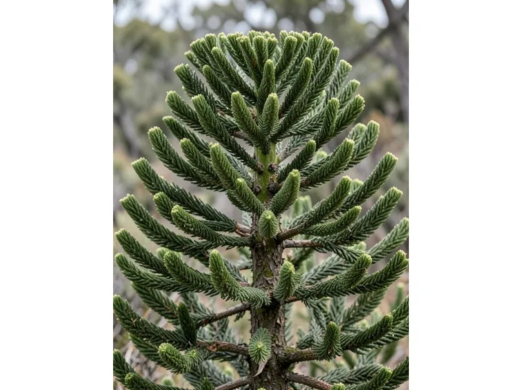Araucaria