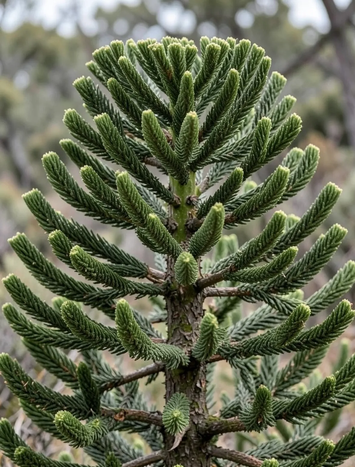 Araucaria