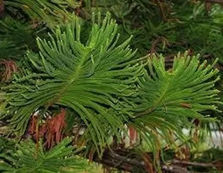 araucaria