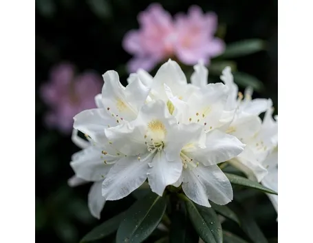 azalea