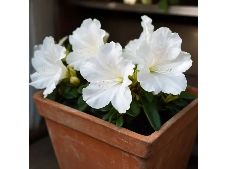 Azalea in fiore