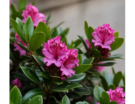 Fiori di kalmia