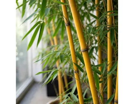 bambu a fusto giallo