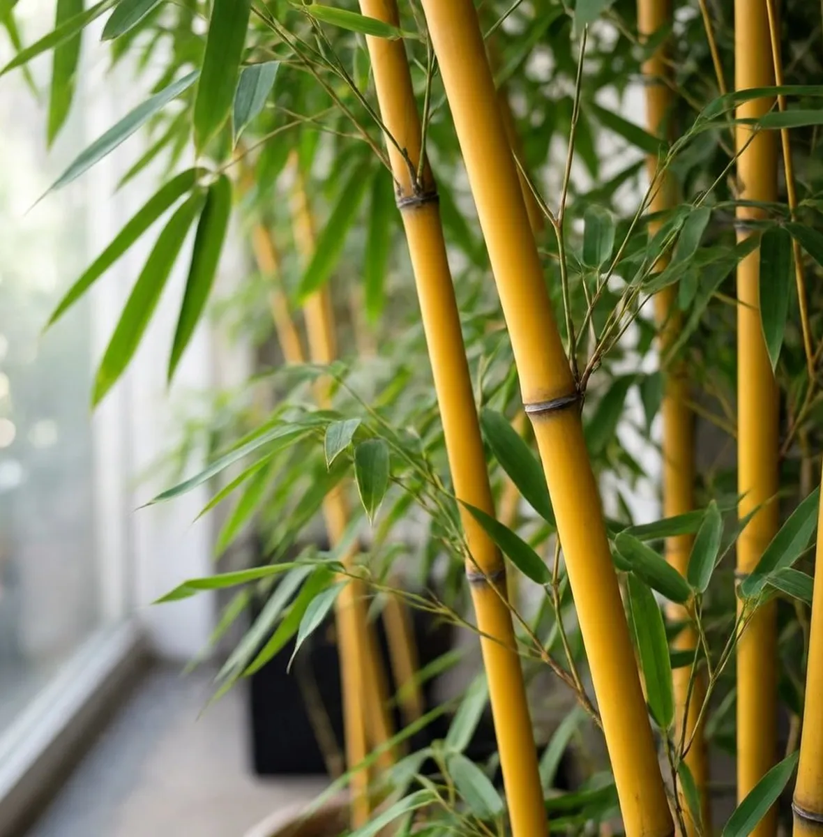 bambu a fusto giallo