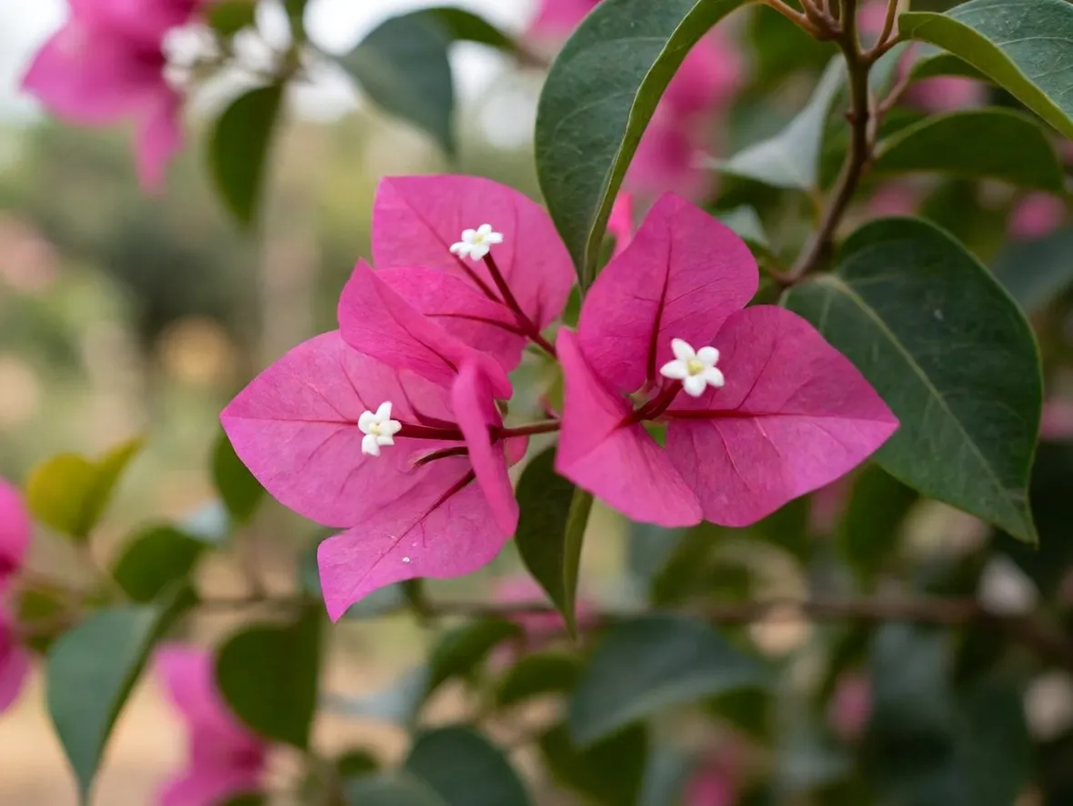 bougainvillea