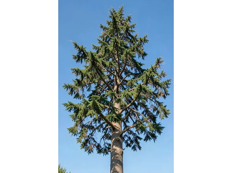 cedro libano