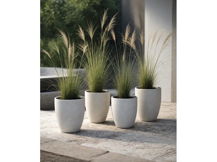 Piante in vaso
