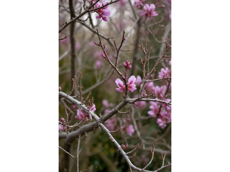 Cercis