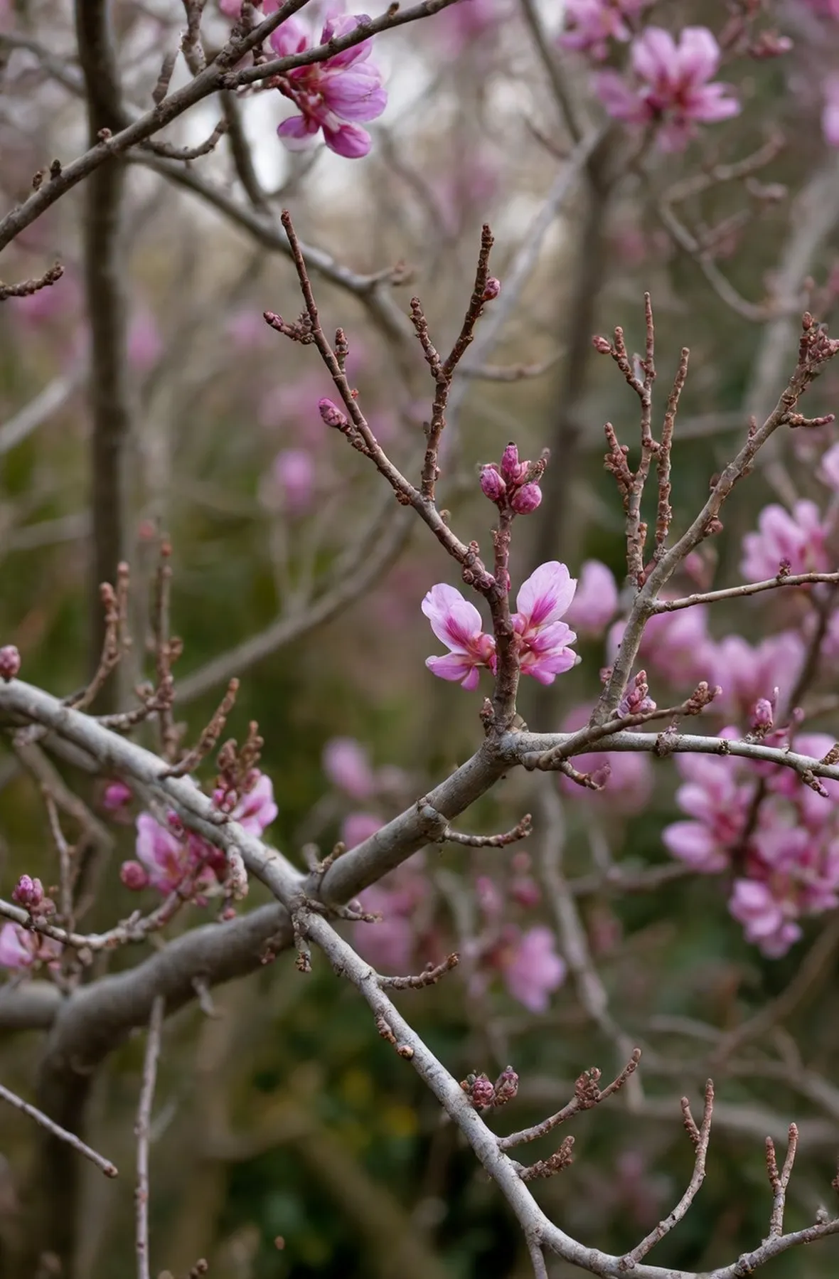 Cercis