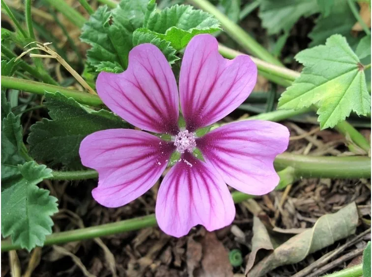 semina malva