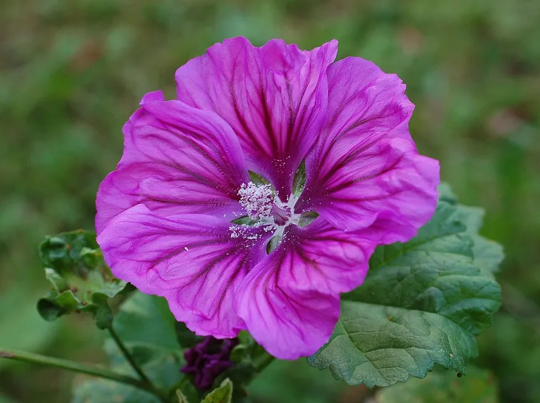 malva Mauritania