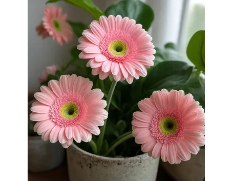 Gerbere rosa