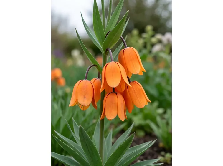 Fritillaria imperialis