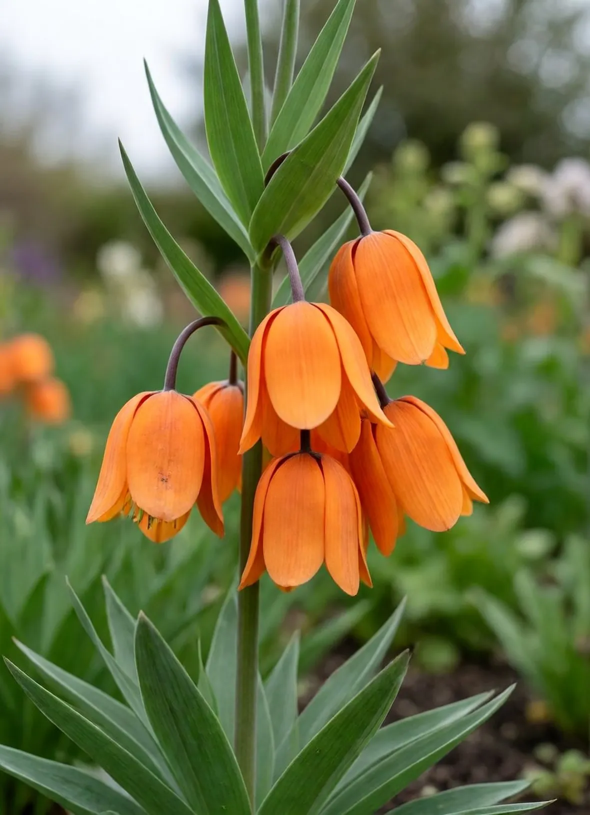 Fritillaria imperialis