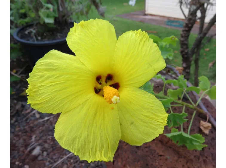 Ibisco