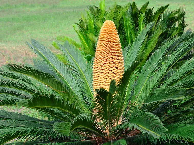Cycas fiore femminile