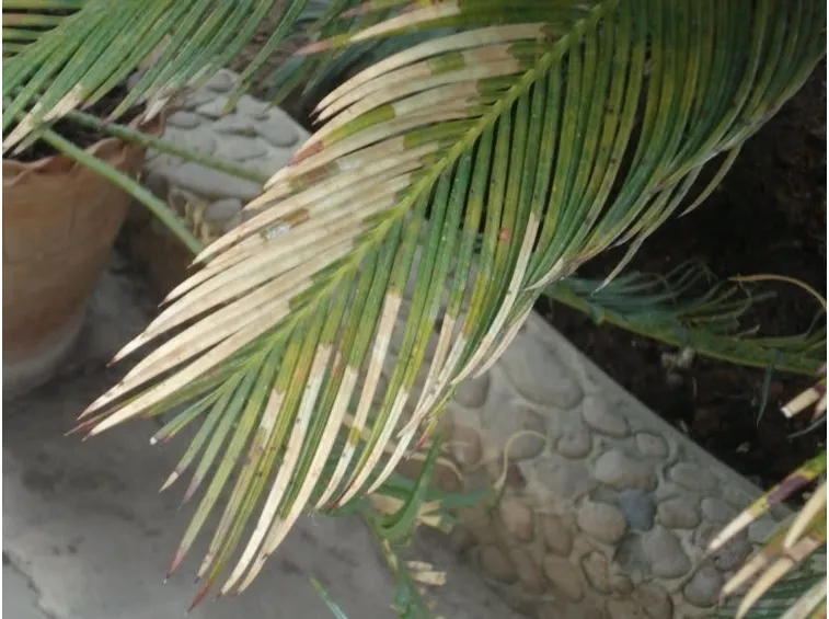 cycas