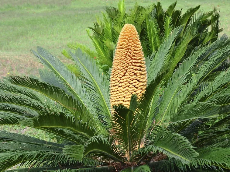 Cycas maschio