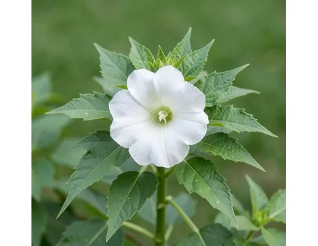 Datura