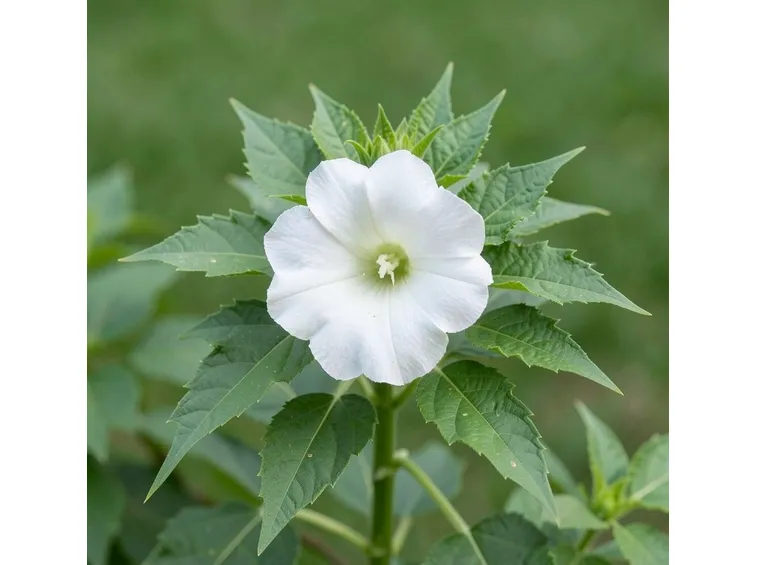 Datura