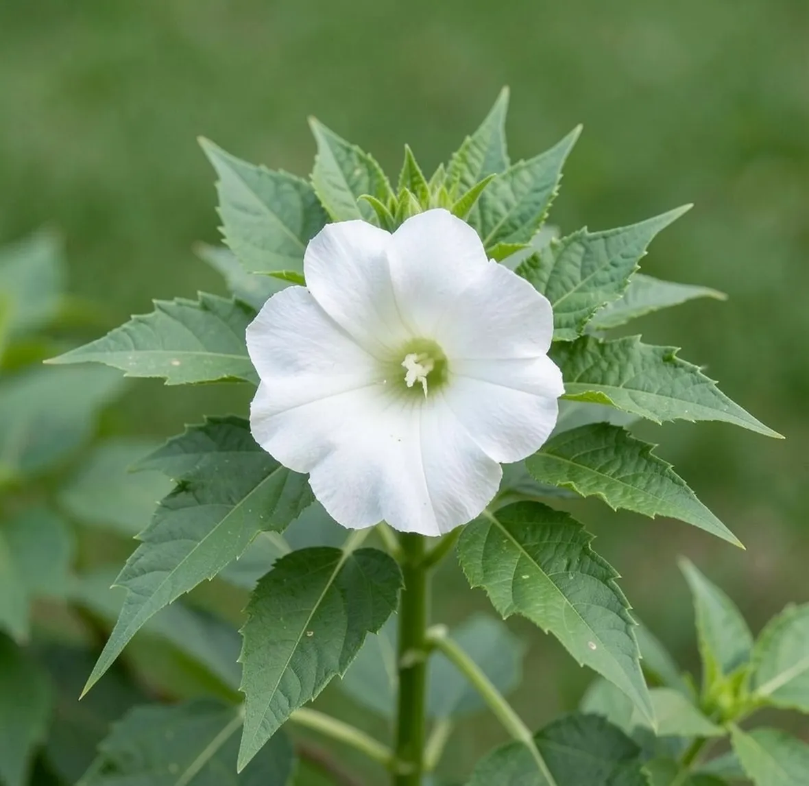 Datura