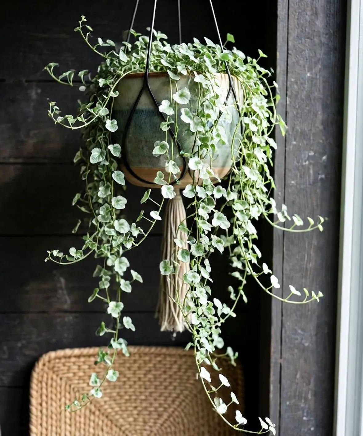 dichondra argentea