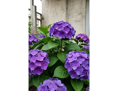 ortensia