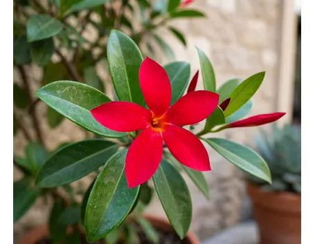 Dipladenia