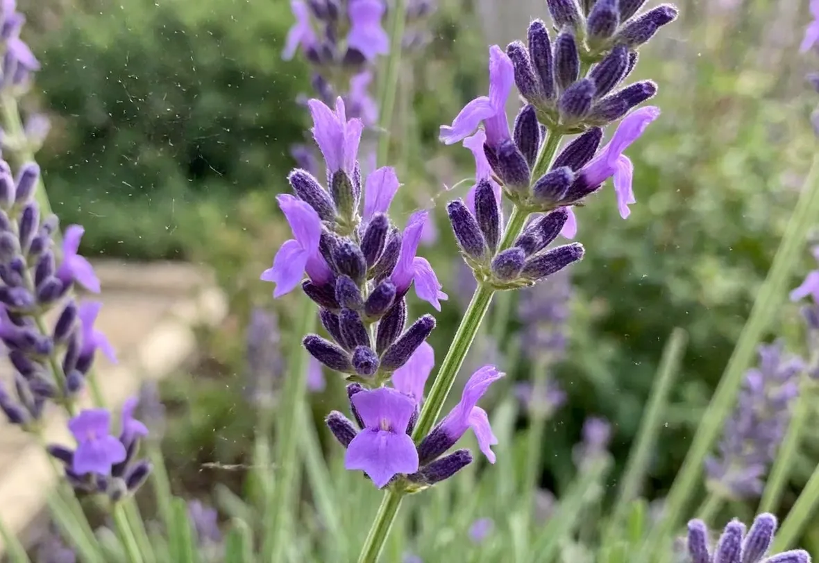 LAvanda