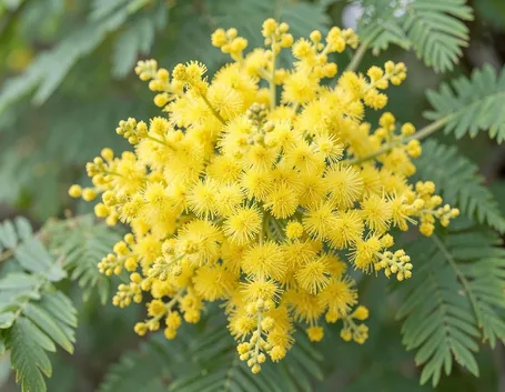 Mimosa