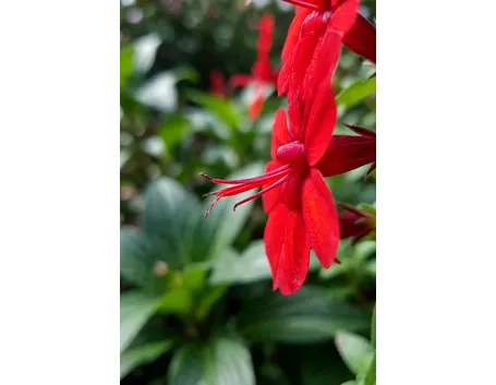 Lobelia cardinalis