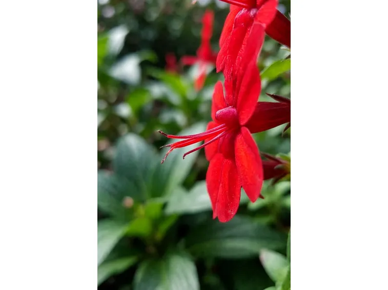 Lobelia cardinalis