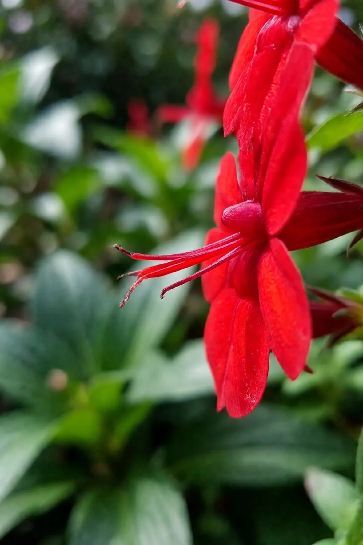Lobelia cardinalis