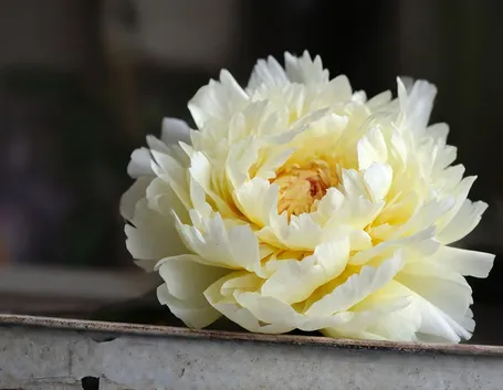 Peonia