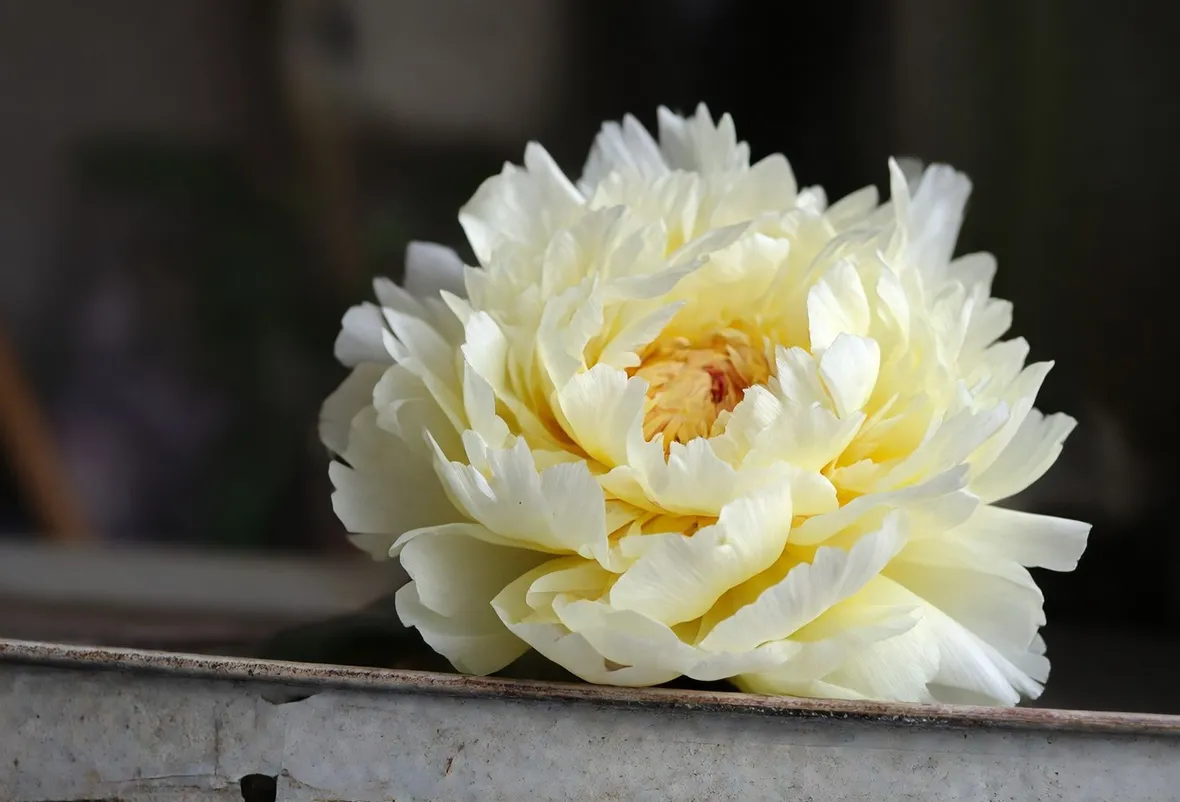 Peonia