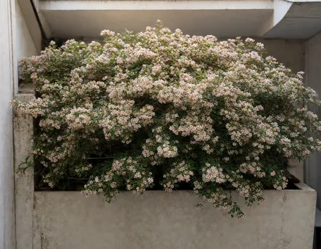 cotoneaster in fiore