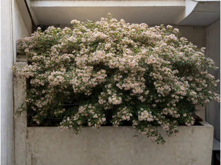 cotoneaster in fiore
