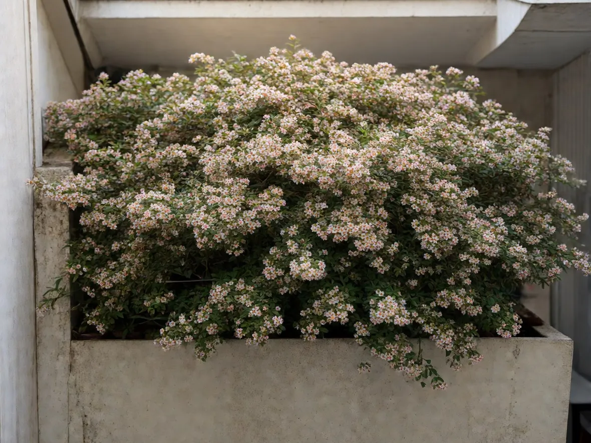 cotoneaster in fiore