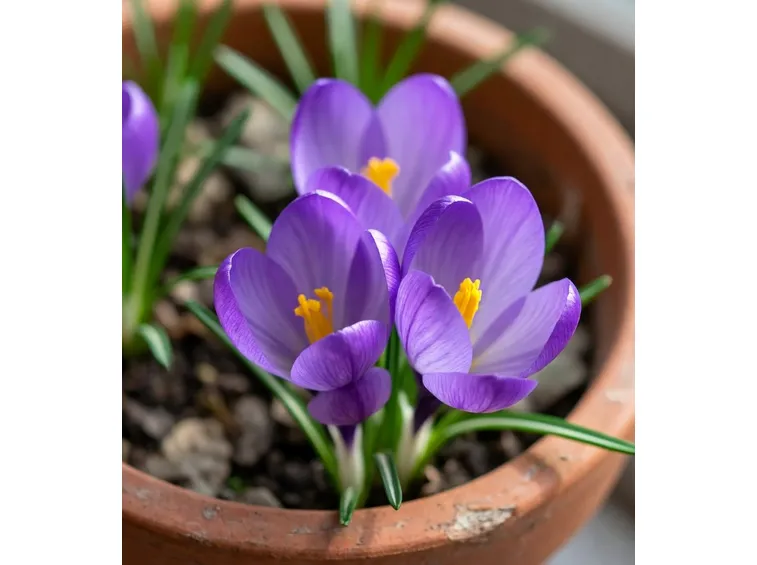 Crocus viola