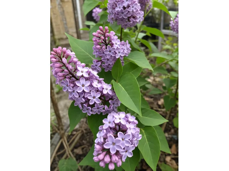 Lillà