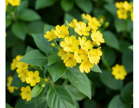 jasminum