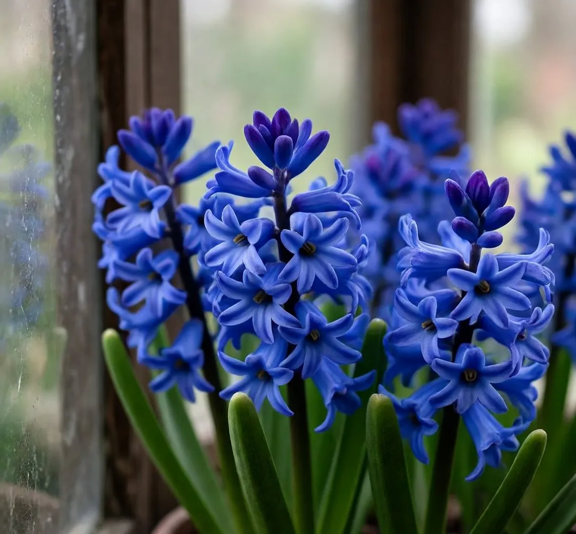 Giacinti blu