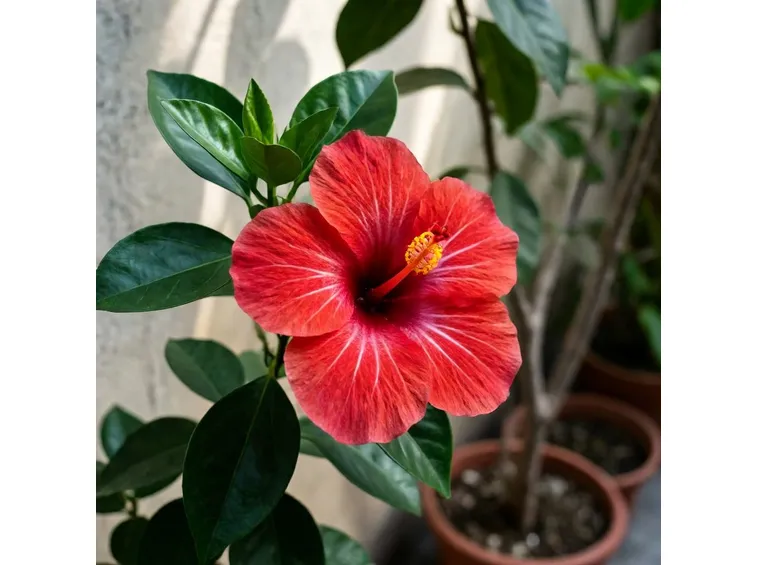 Hibiscus