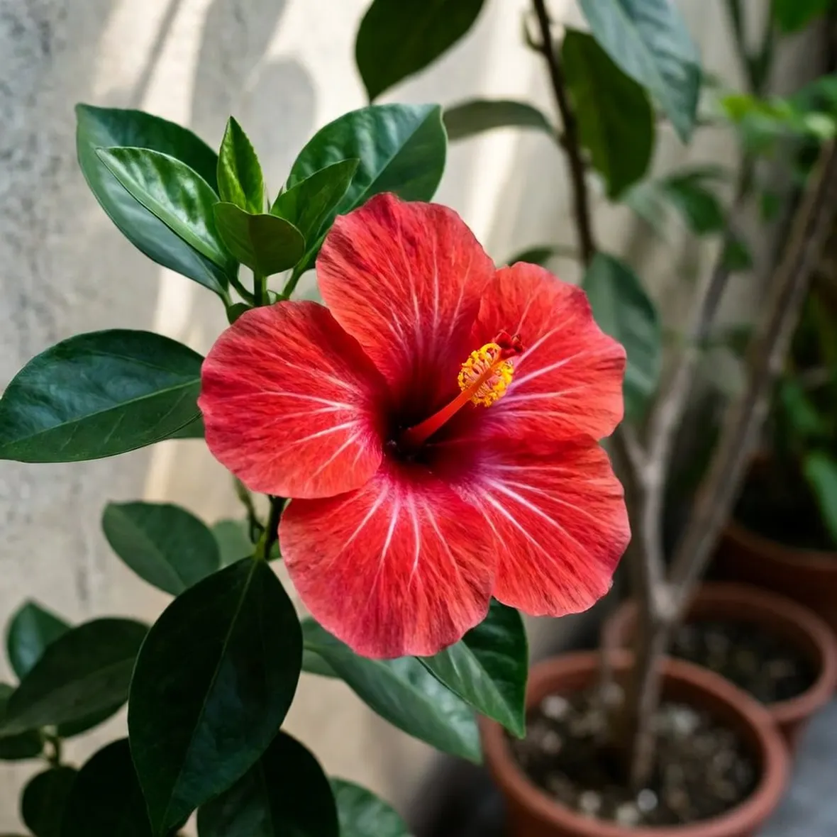 Hibiscus